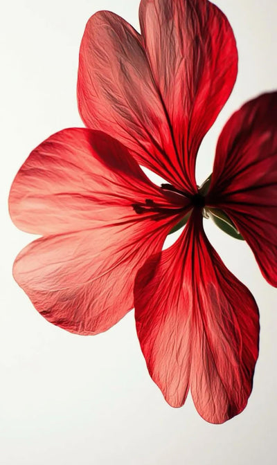 Extrait d'Hibiscus