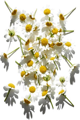 Extraits de Camomille & Fleurs